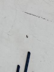 Drosophila melanogaster
