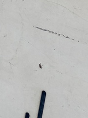 Drosophila melanogaster