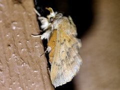 Phyllodesma americana