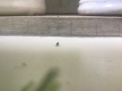 Drosophila melanogaster