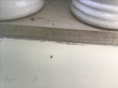 Drosophila melanogaster