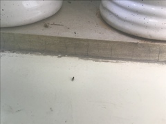 Drosophila melanogaster