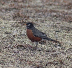 Turdus migratorius