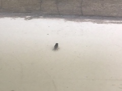 Drosophila melanogaster
