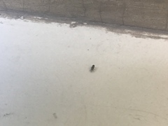 Drosophila melanogaster