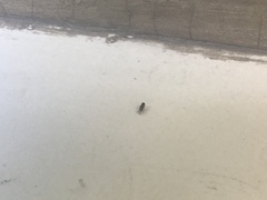 Drosophila melanogaster