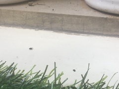 Drosophila melanogaster