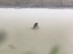 Drosophila melanogaster