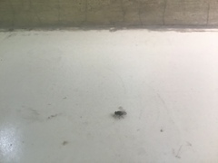 Drosophila melanogaster