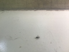 Drosophila melanogaster