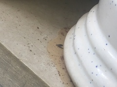 Drosophila melanogaster