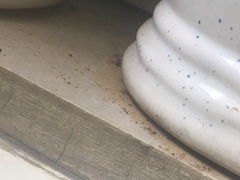 Drosophila melanogaster