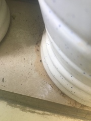 Drosophila melanogaster
