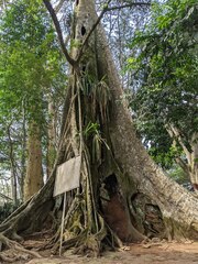 Ficus elastica