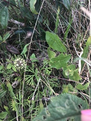 Hydrocotyle quinqueloba