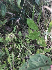 Hydrocotyle quinqueloba