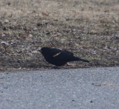 Agelaius phoeniceus