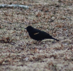 Agelaius phoeniceus