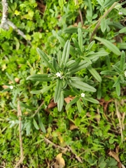 Buglossoides arvensis