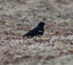 Agelaius phoeniceus