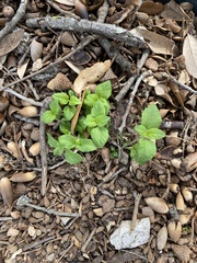 Rhynchosida physocalyx