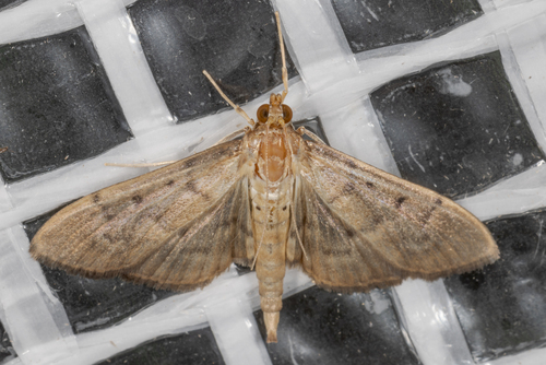 Southern Beet Webworm Moth photo 5