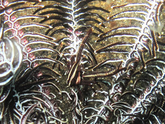 Allogalathea elegans