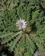 Berkheya purpurea