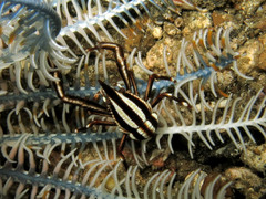 Allogalathea elegans