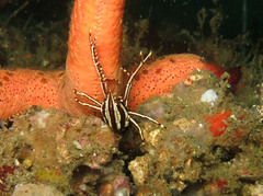 Allogalathea elegans