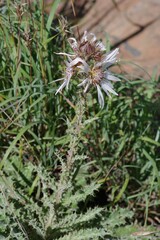 Berkheya purpurea