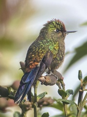 Chalcostigma herrani