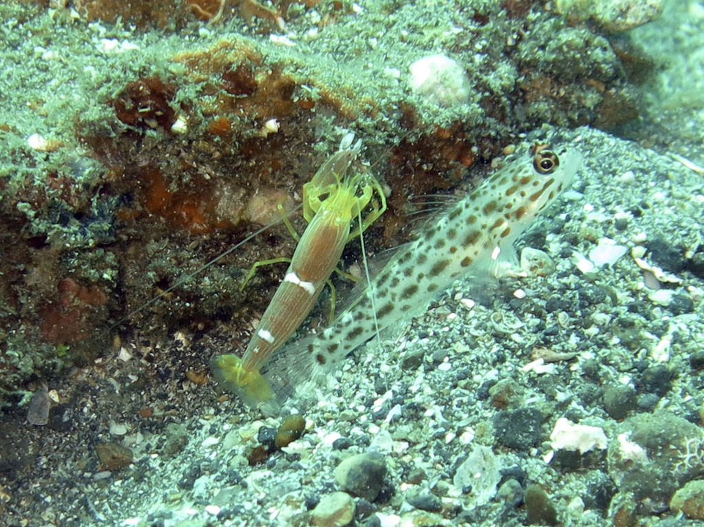 Fine-striped Snapping Shrimp