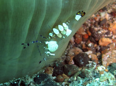 Ancylocaris brevicarpalis