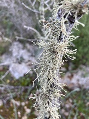 Ramalina farinacea