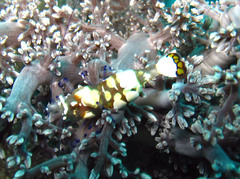 Ancylocaris brevicarpalis