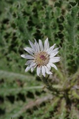 Berkheya purpurea