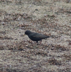 Sturnus vulgaris