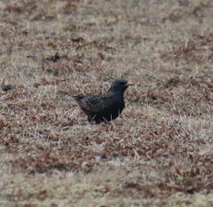 Sturnus vulgaris
