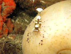 Ancylocaris brevicarpalis