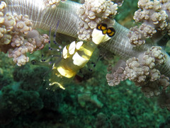 Ancylocaris brevicarpalis