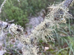 Ramalina farinacea