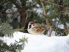 Passer montanus saturatus