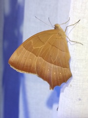 Taygetis rufomarginata