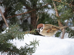 Passer montanus saturatus
