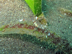 Ancylomenes holthuisi