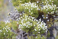 Brunia noduliflora