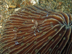 Ancylomenes holthuisi