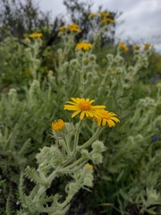 Senecio adenotrichius