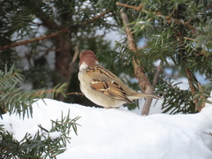 Passer montanus saturatus